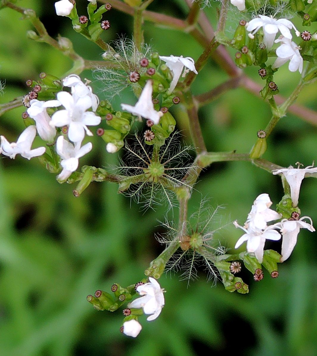 Изображение особи Valeriana officinalis.