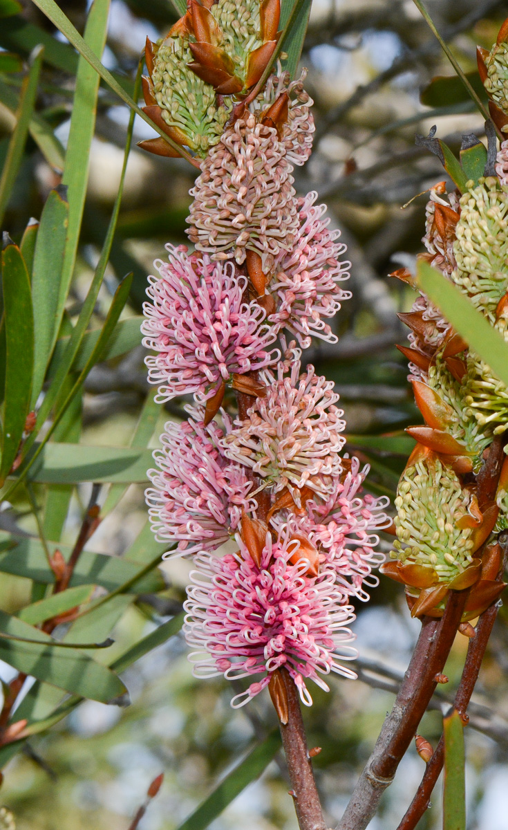 Image of Hakea multilineata specimen.