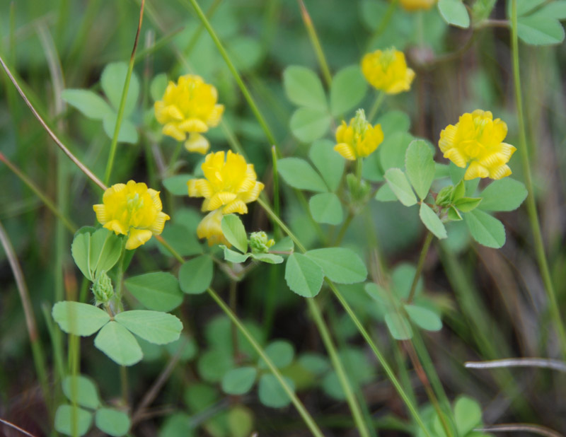 Image of Trifolium campestre specimen.