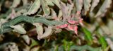Euphorbia tithymaloides