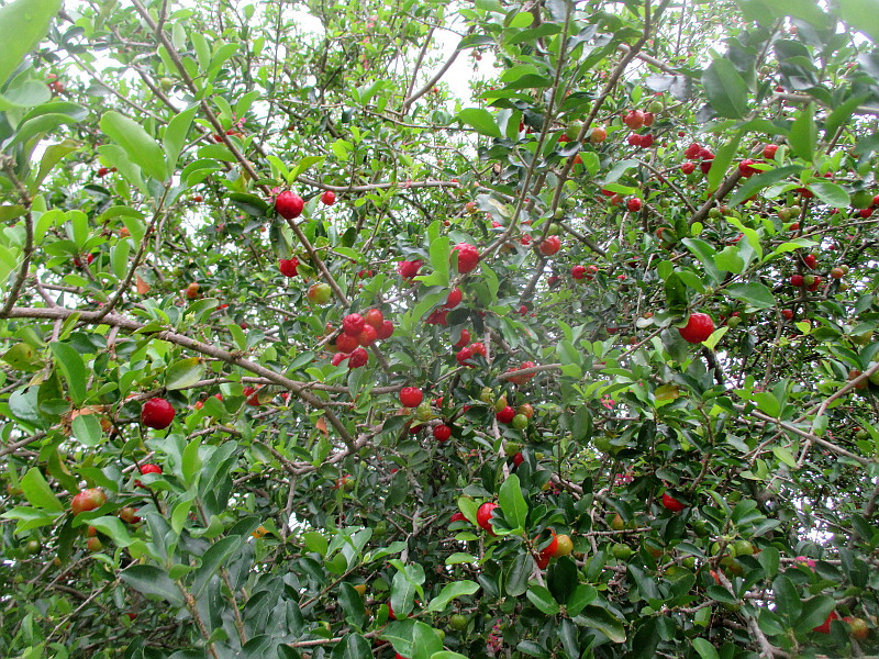 Изображение особи Malpighia glabra.