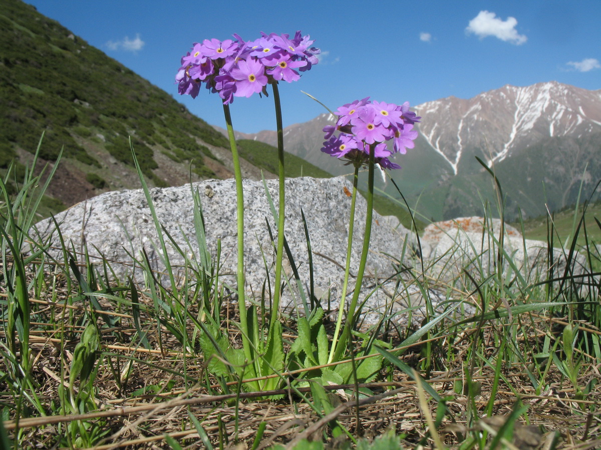 Image of Primula algida specimen.