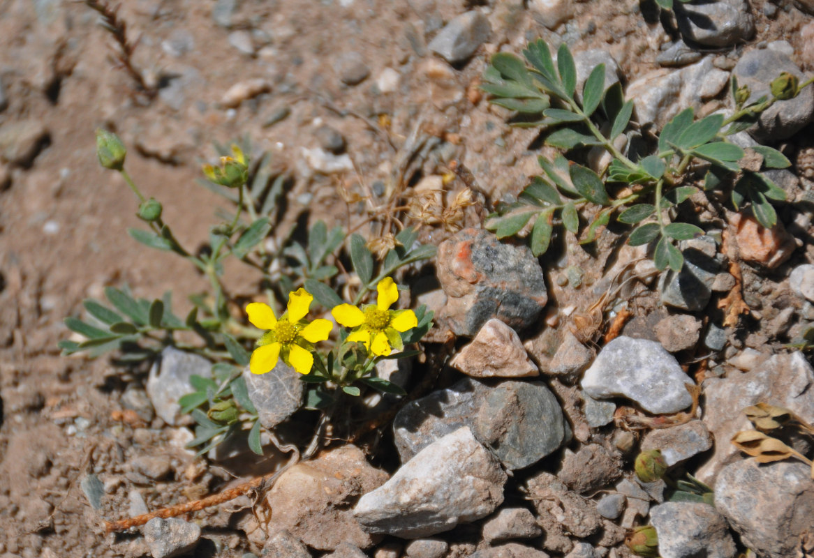 Image of Potentilla orientalis specimen.