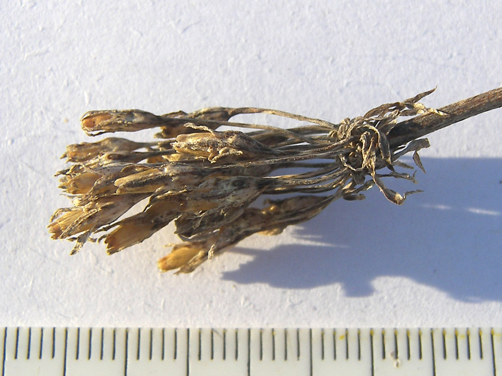 Image of Primula algida specimen.