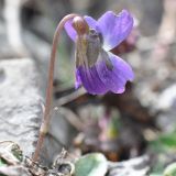 genus Viola. Верхушка побега с цветком. Азербайджан, Гахский р-н, долина р. Курмухчай, окраина с. Илису. 8 апреля 2017 г.