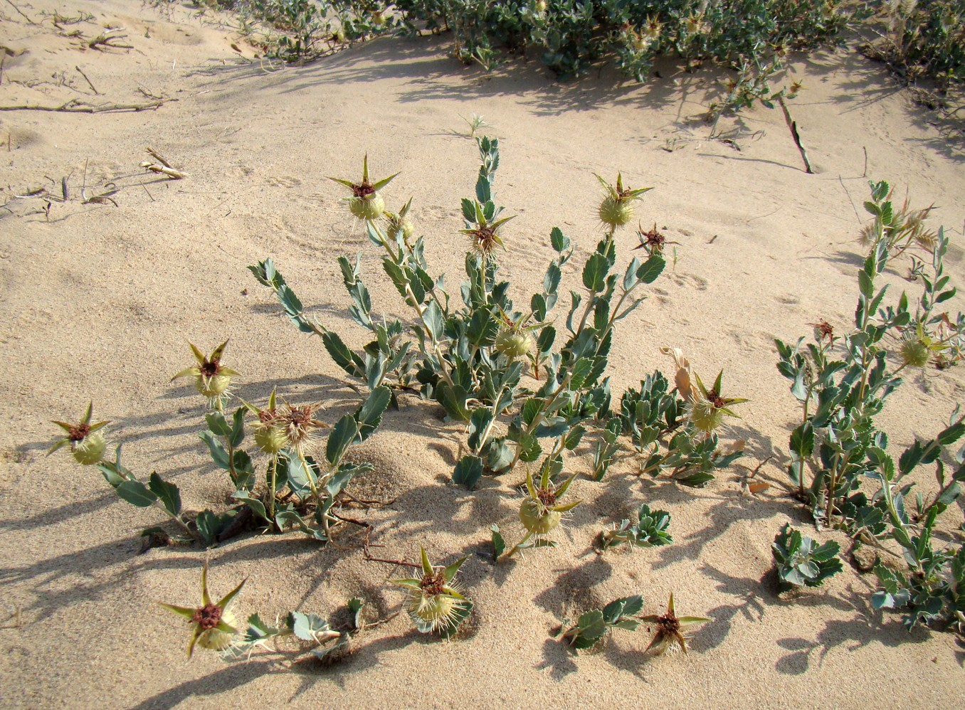 Image of Rosa persica specimen.