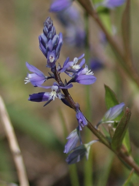 Image of Polygala amarella specimen.