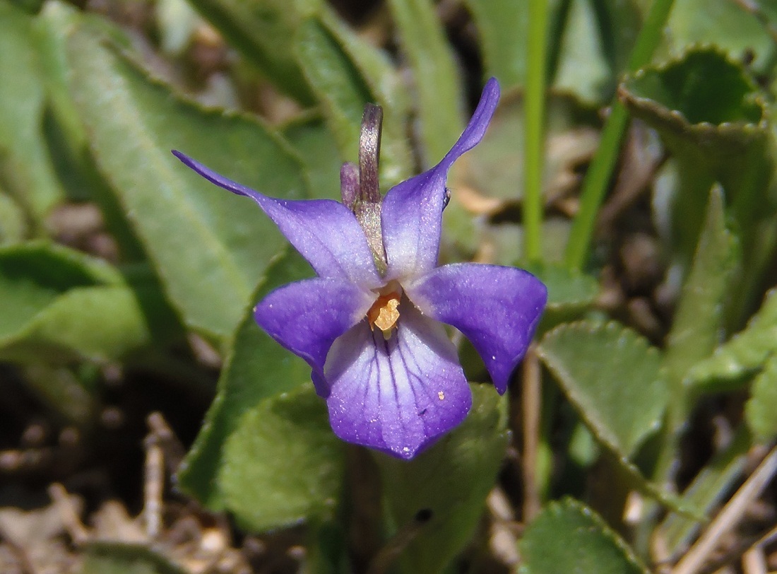 Image of Viola ambigua specimen.