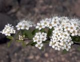 Spiraea media. Ветка с соцветиями. Якутия (Саха), Мирнинский р-н, окр. пос. Светлый, левый берег р. Вилюй в р-не ГЭС. 15.06.2007.