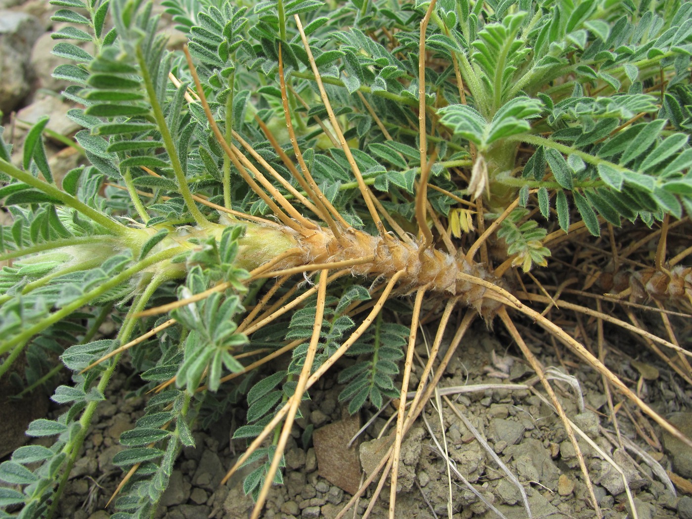 Image of genus Astracantha specimen.