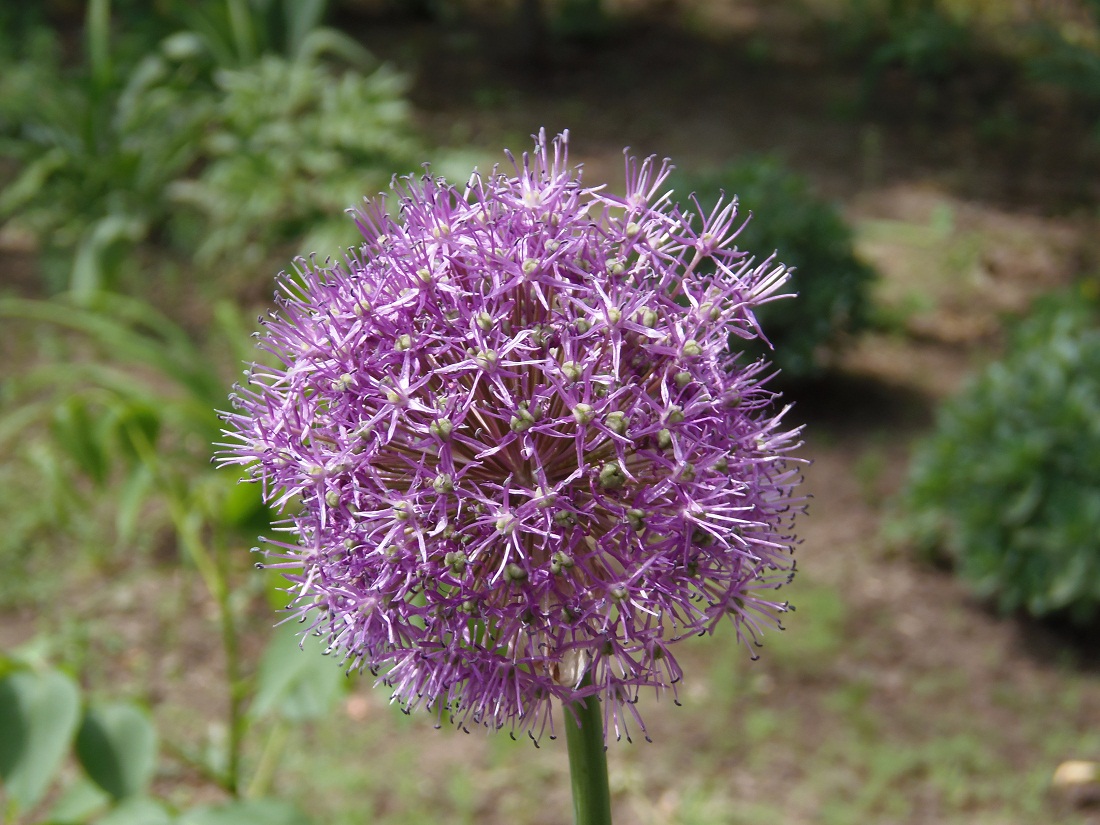 Image of genus Allium specimen.