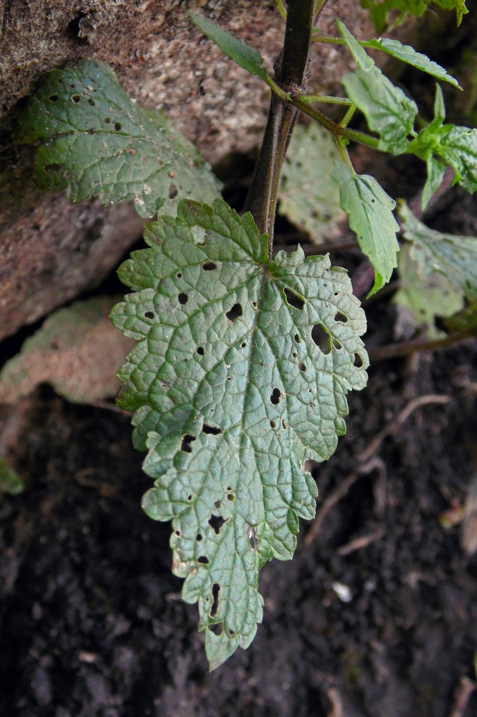 Image of Scrophularia scopolii specimen.