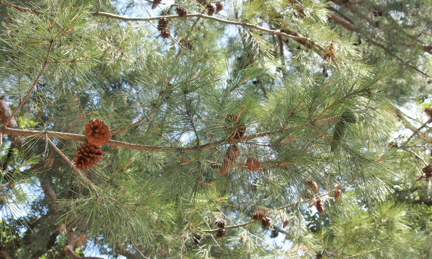 Image of Pinus halepensis specimen.