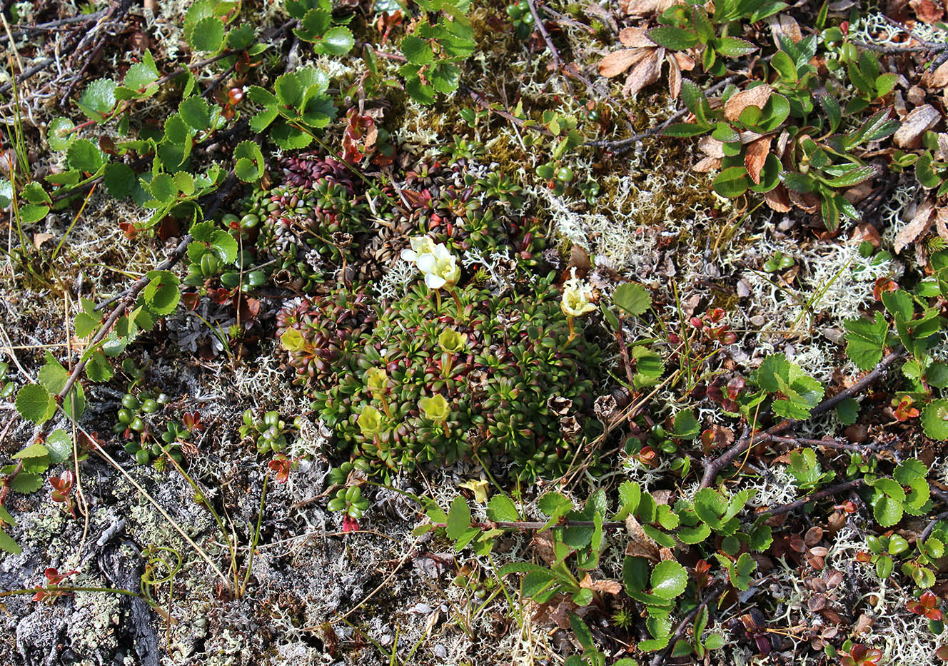 Изображение особи Diapensia lapponica.