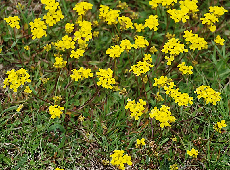 Image of Draba sibirica specimen.