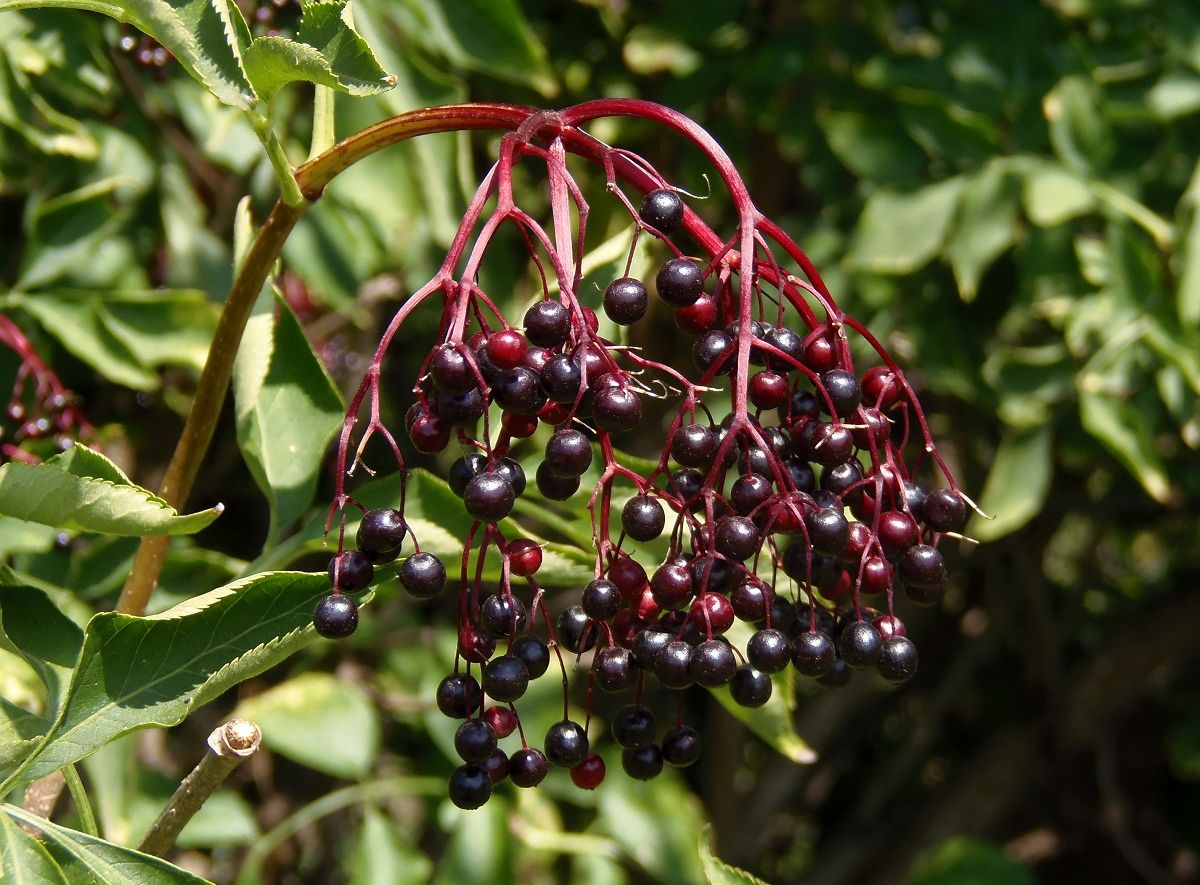 Image of Sambucus nigra specimen.