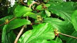 Parrotia persica. Ветвь с соцветиями. Крым, Южный берег, Никитский ботанический сад. 18.05.2010.