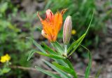 Смотреть изображение Lilium pensylvanicum