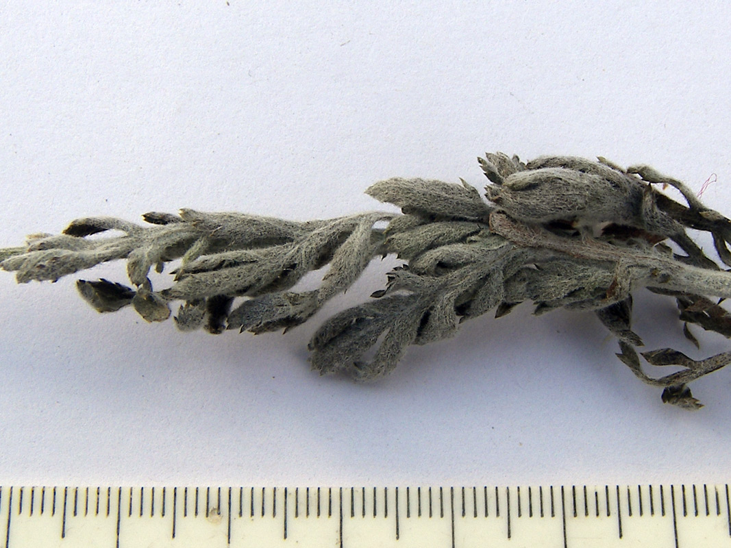 Image of Anthemis woronowii specimen.