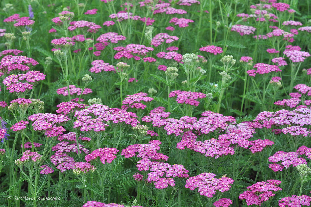 Image of Achillea millefolium specimen.