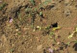 Geranium pusillum