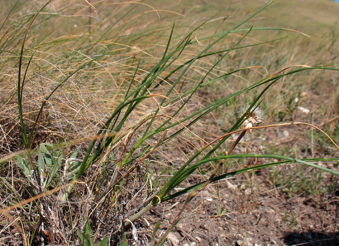 Image of Allium cretaceum specimen.