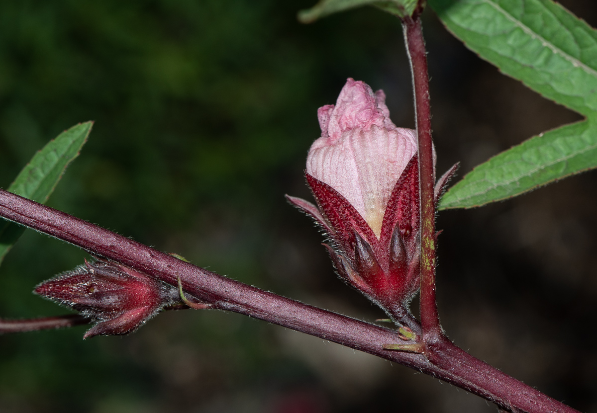 Image of Hibiscus sabdariffa specimen.