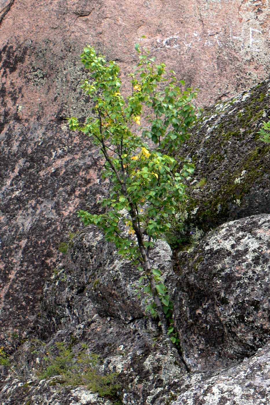 Image of genus Betula specimen.