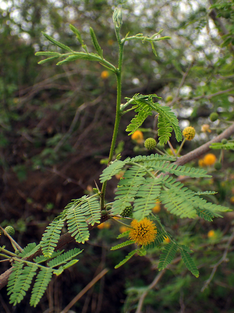 Image of Vachellia farnesiana specimen.