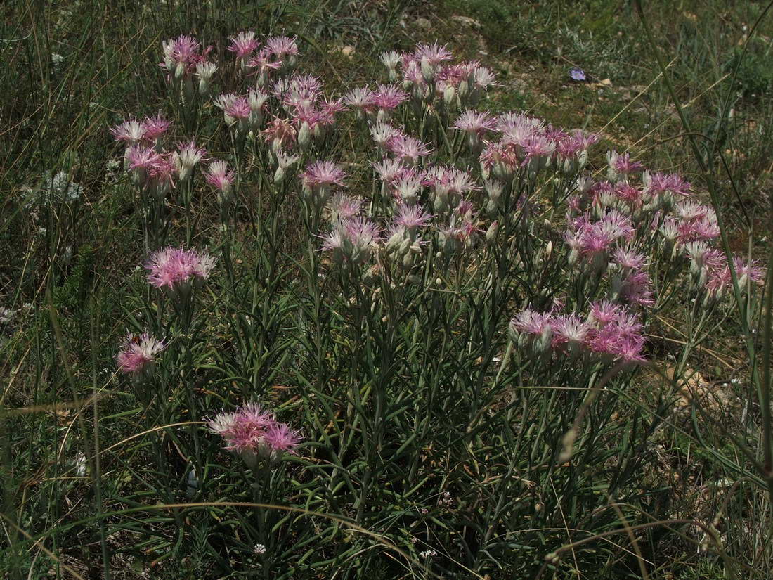 Image of Jurinea stoechadifolia specimen.