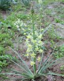 View full-size image Eremurus luteus