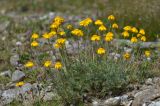 Anthemis marschalliana подвид pectinata. Цветущее растение. Карачаево-Черкесия, Зеленчукский р-н, окр. пос. Архыз, хребет Абишира-Ахуба, северный склон пер. Речепста, 2860 м н.у.м., каменистая площадка. 01.08.2018.