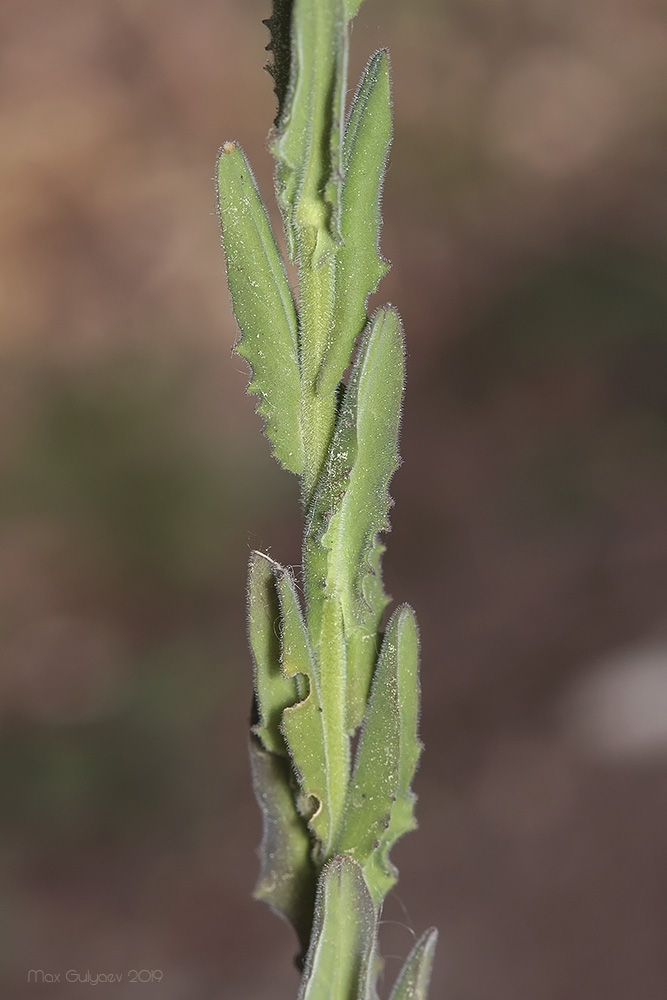 Image of Lepidium campestre specimen.