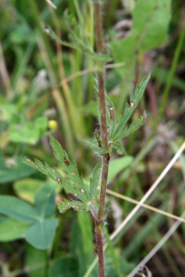 Image of Potentilla pedata specimen.