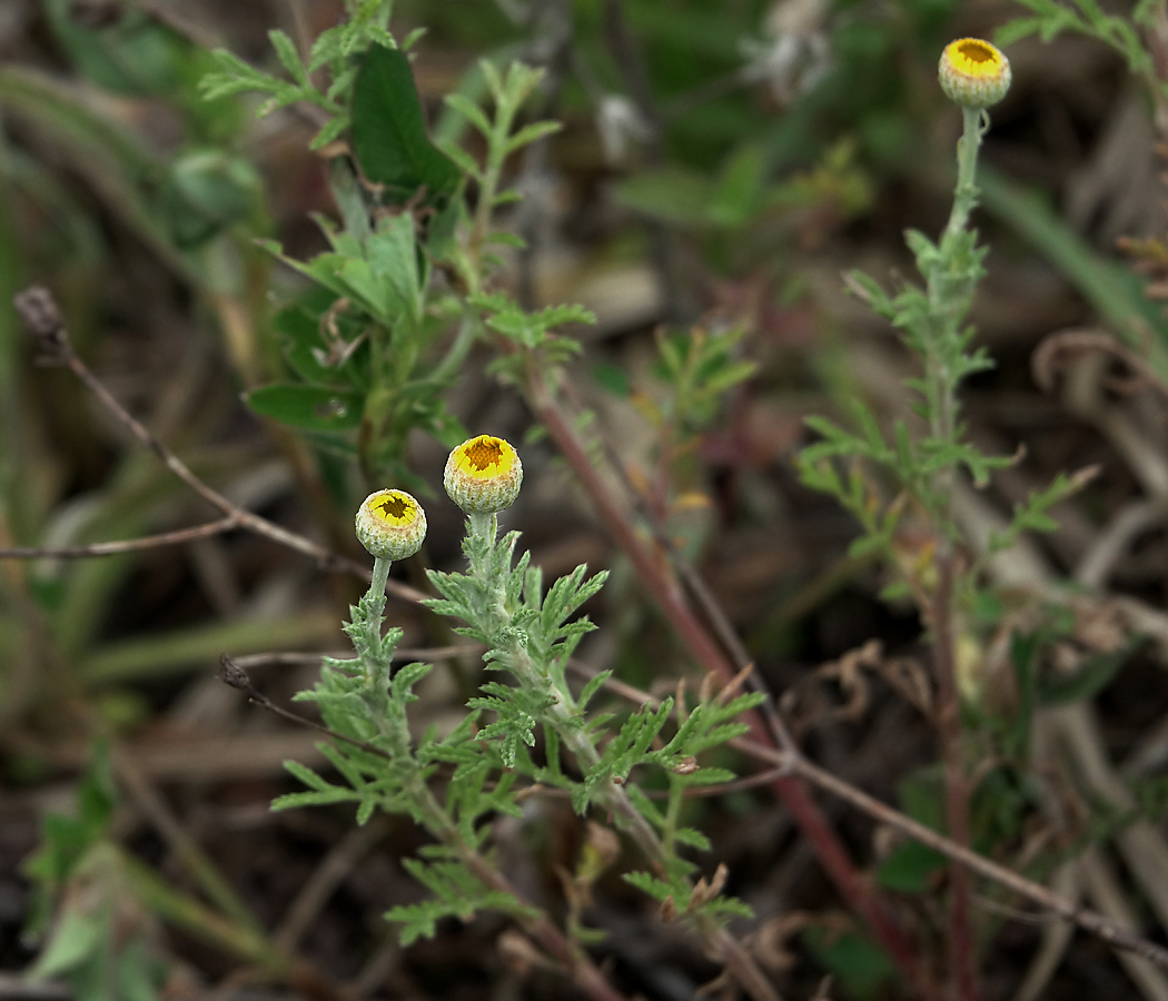 Изображение особи Anthemis tinctoria.