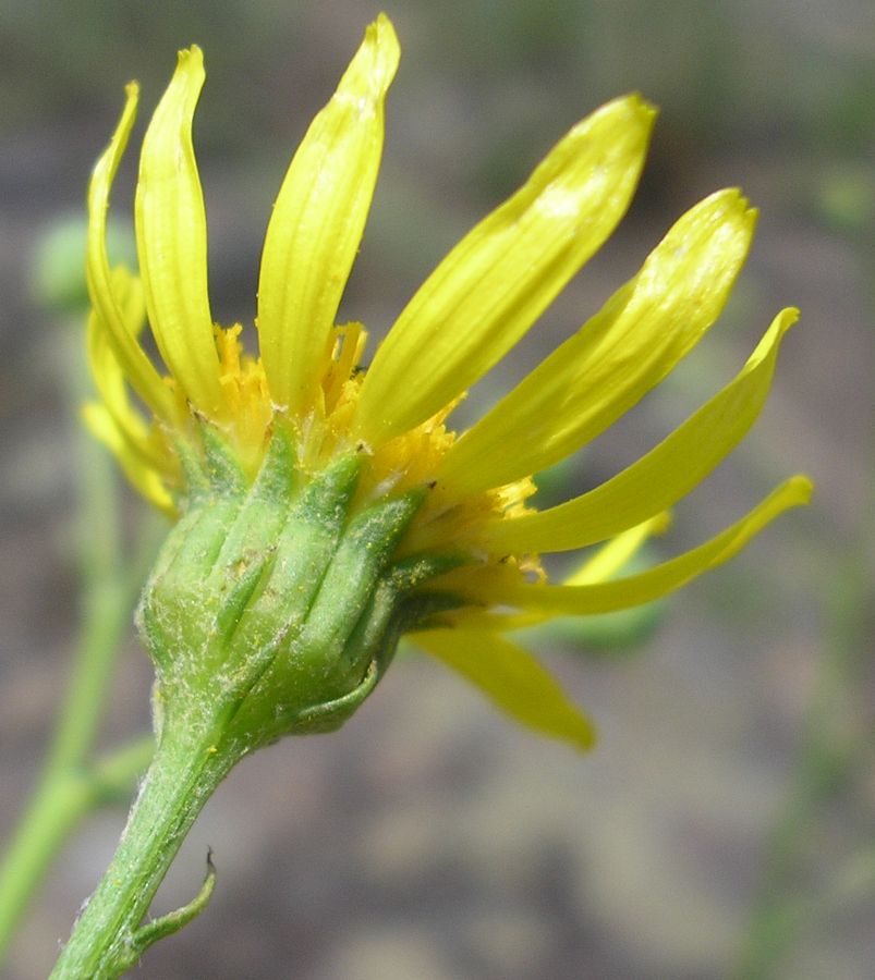 Изображение особи Senecio borysthenicus.