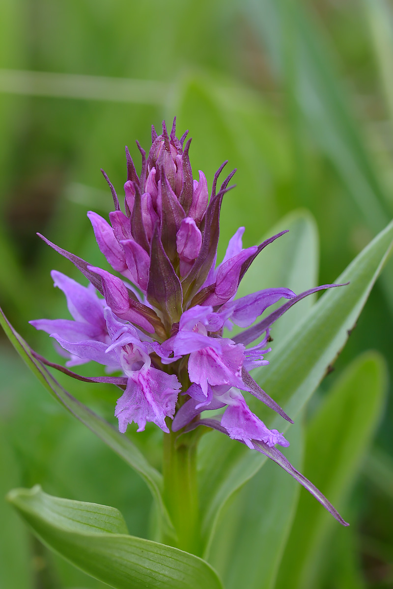 Image of Dactylorhiza euxina specimen.