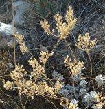 Odontarrhena subalpina. Плодоносящее растение с колосом Dasypyrum villosum. Крым, Севастополь, западный склон мыса Фиолент, травянистый склон. 28.09.2019.