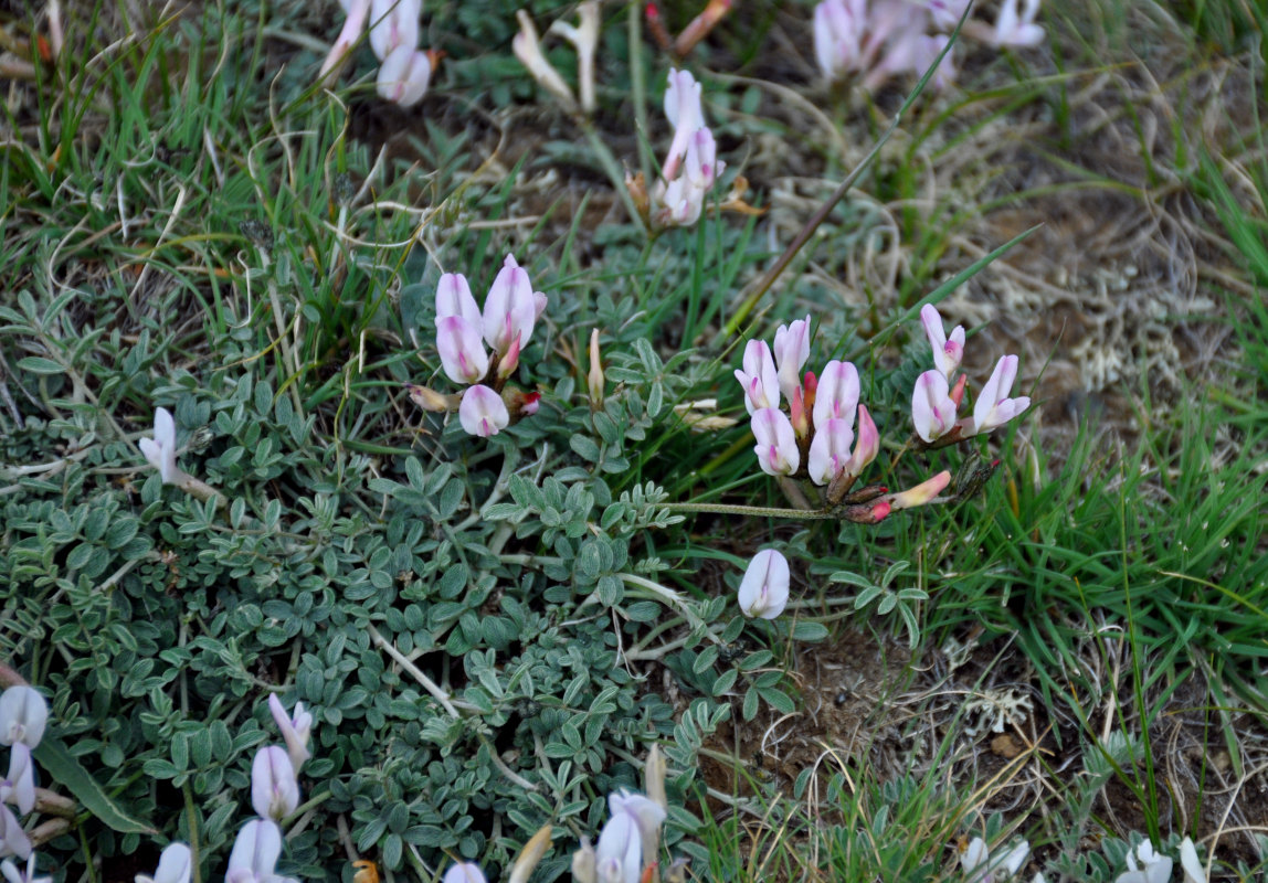 Image of Astragalus macroceras specimen.