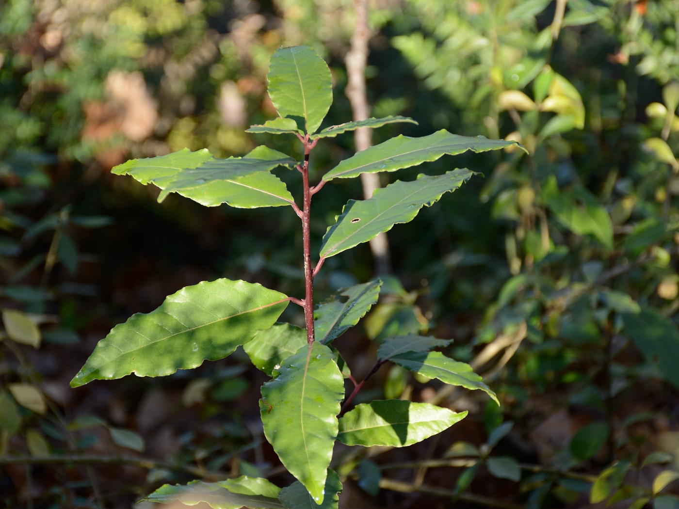 Изображение особи Laurus nobilis.