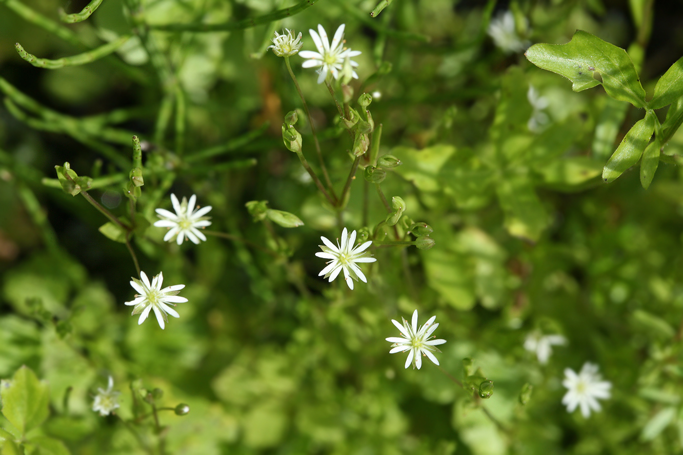 Изображение особи Stellaria crassifolia.