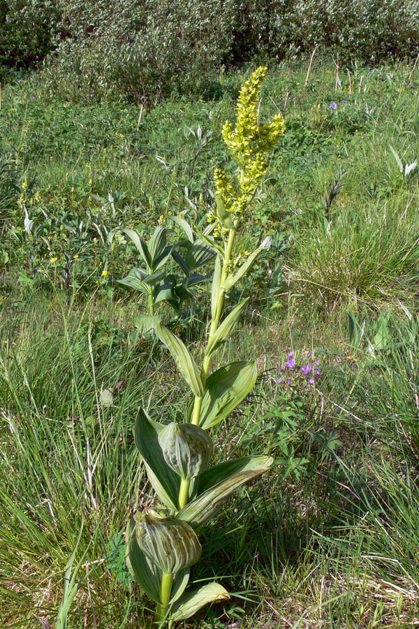 Изображение особи Veratrum lobelianum.