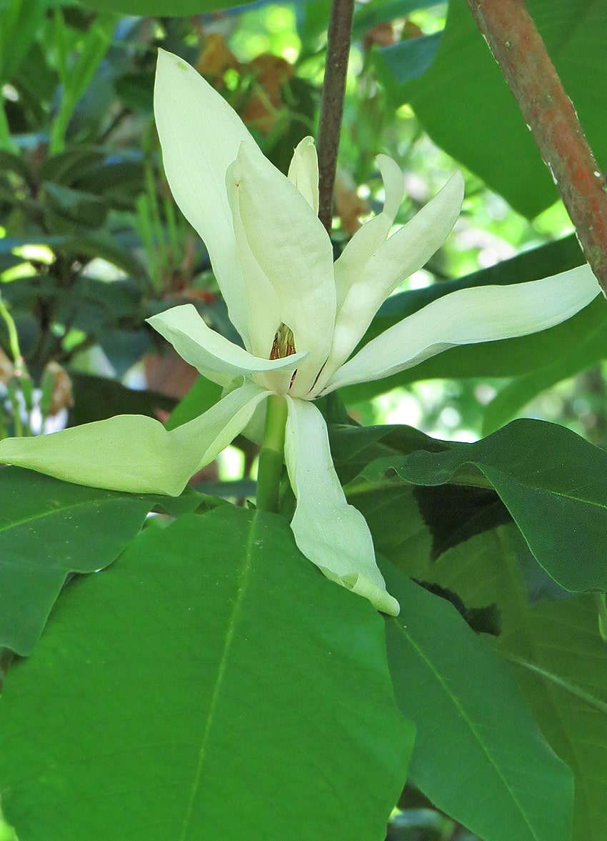 Image of Magnolia tripetala specimen.