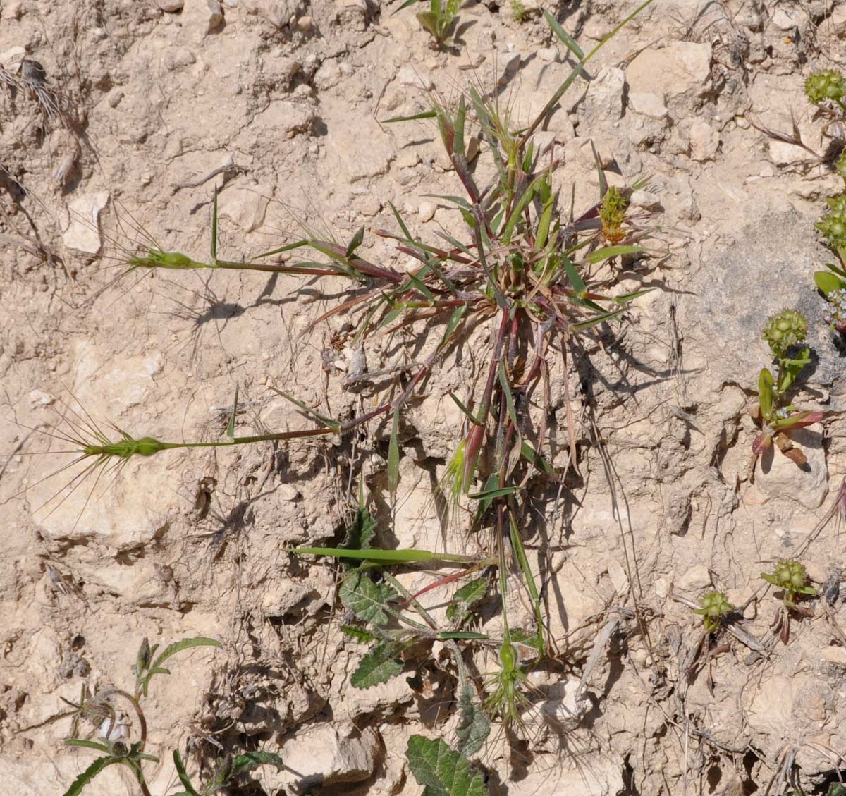 Изображение особи Aegilops geniculata.