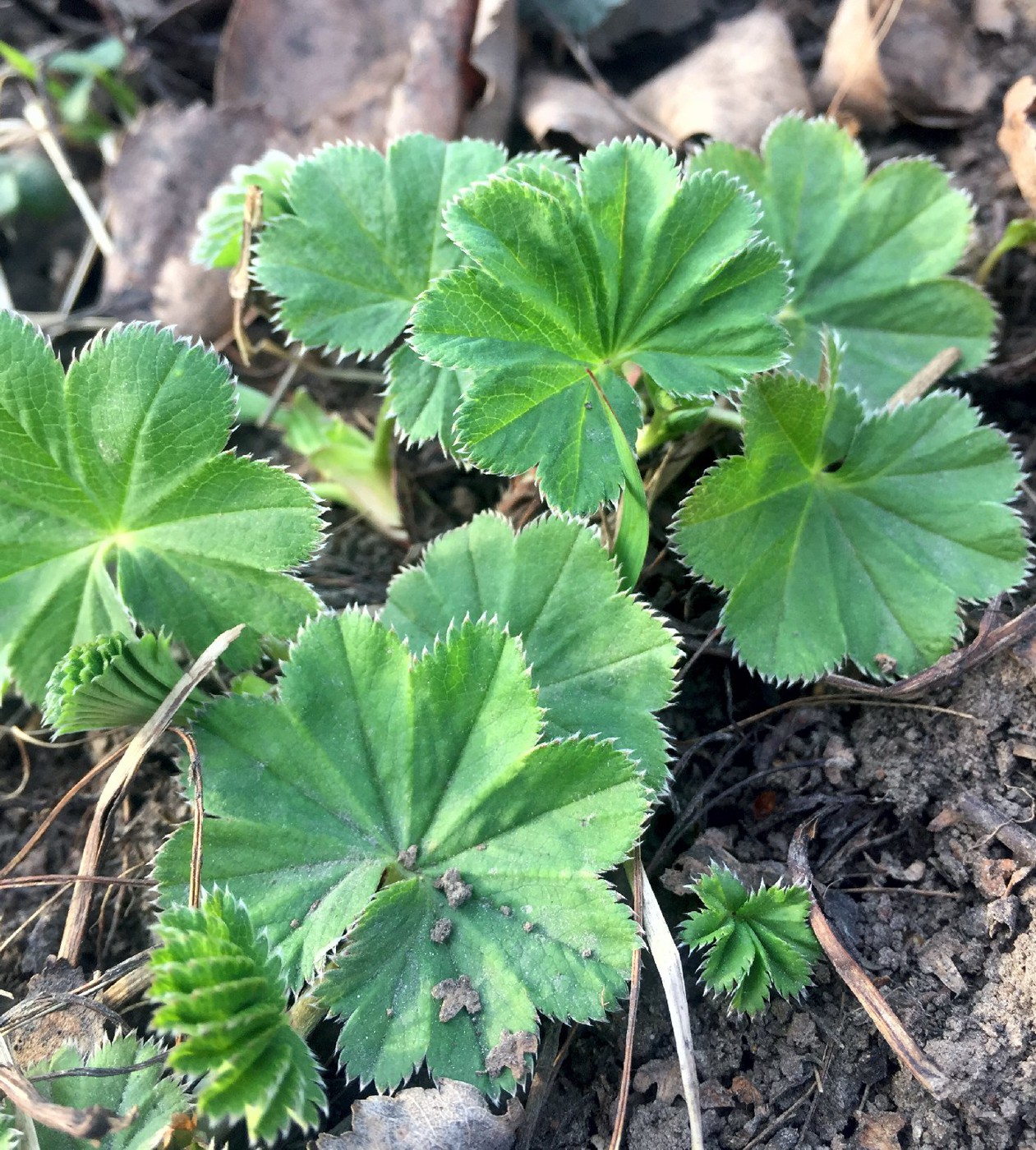 Image of genus Alchemilla specimen.