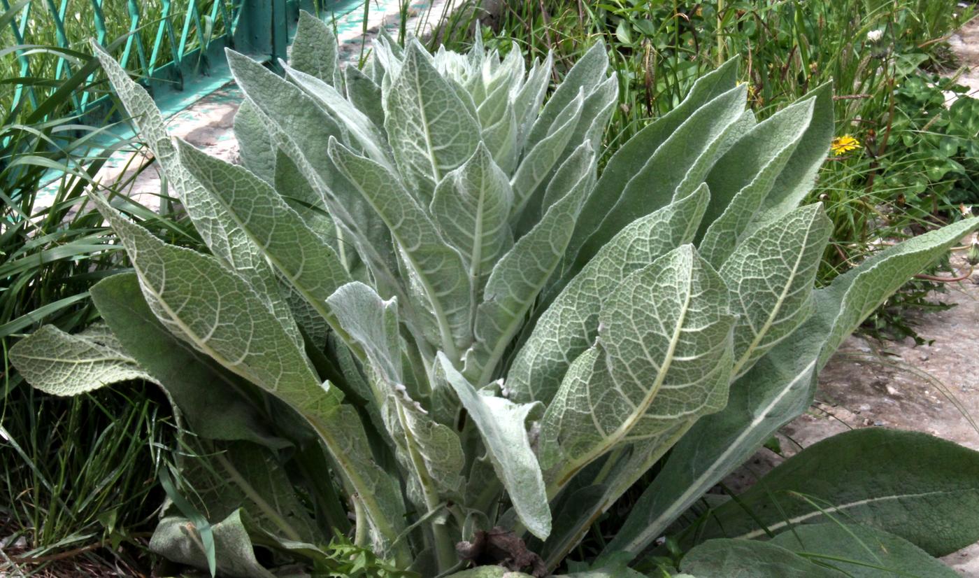 Image of Verbascum songaricum specimen.