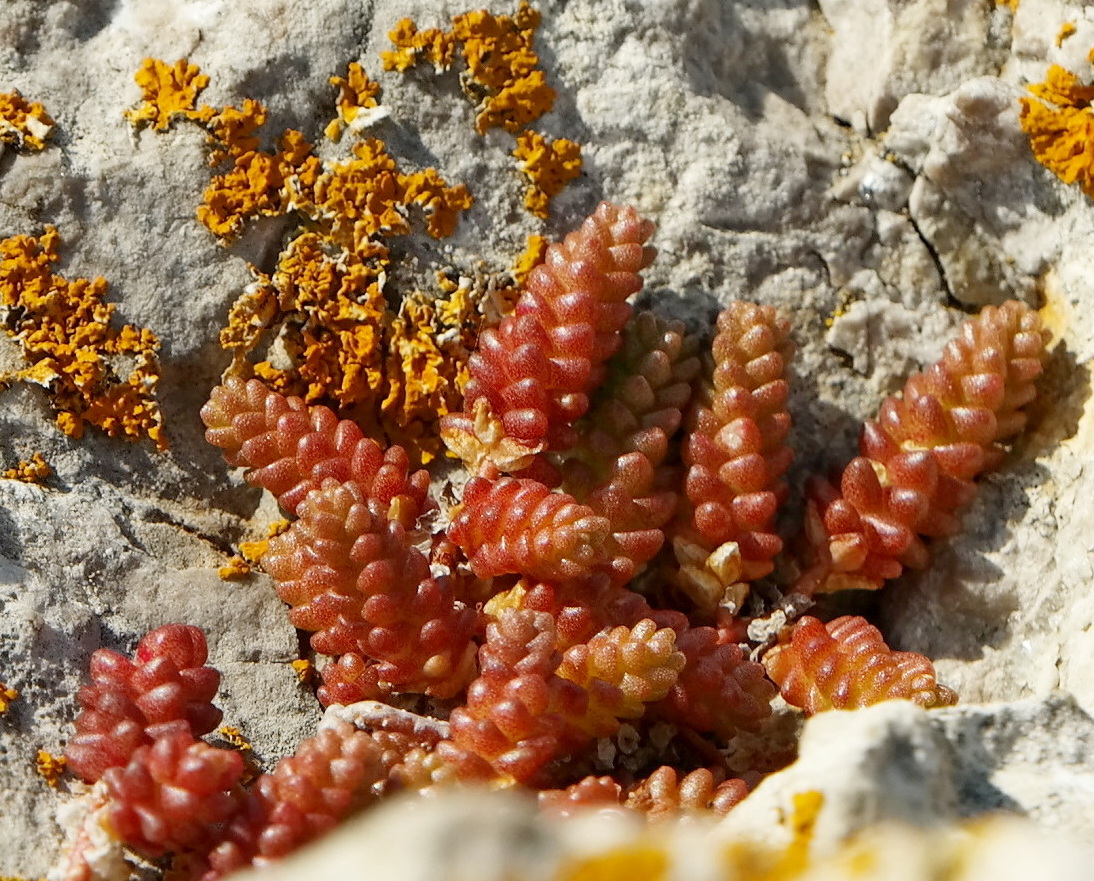 Image of Sedum acre specimen.