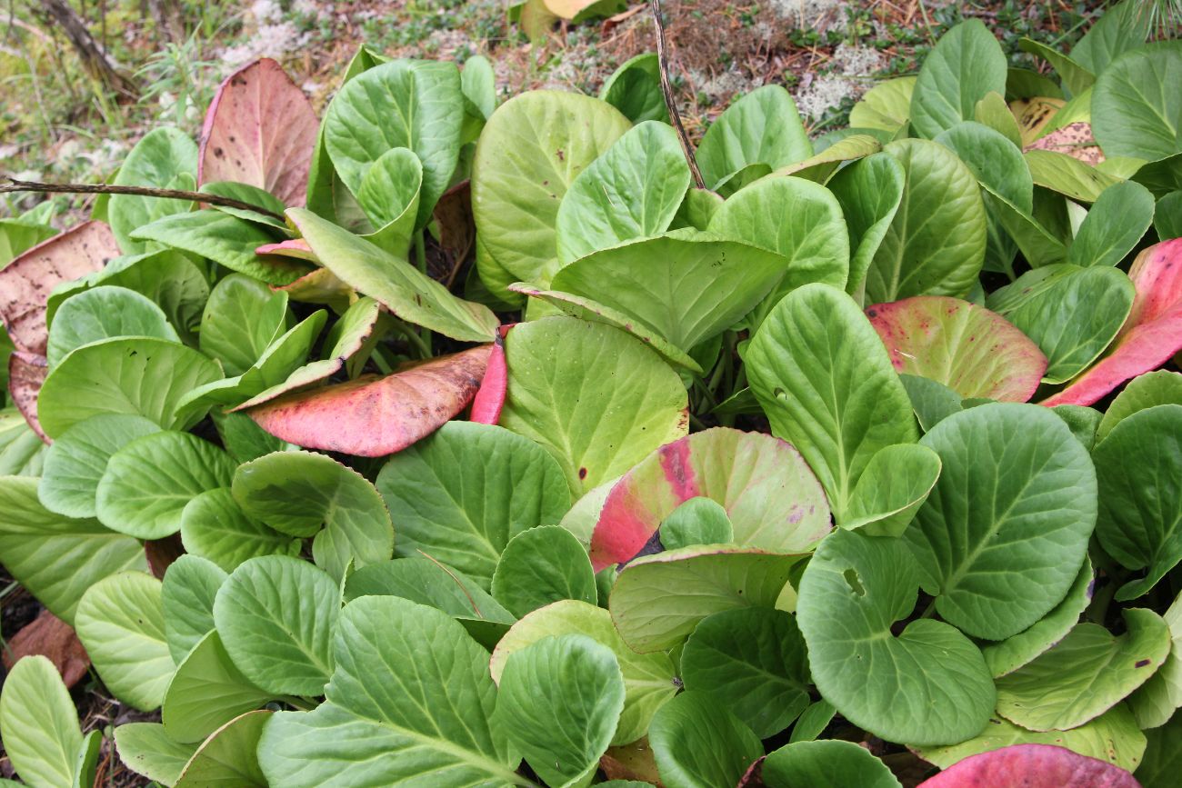 Image of Bergenia crassifolia specimen.