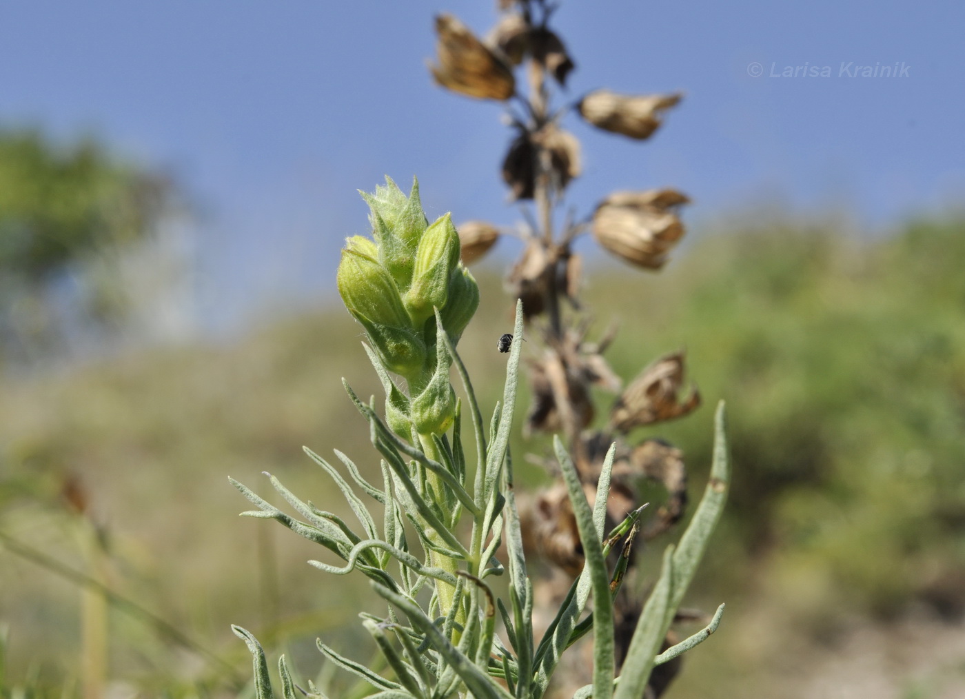 Изображение особи Salvia scabiosifolia.