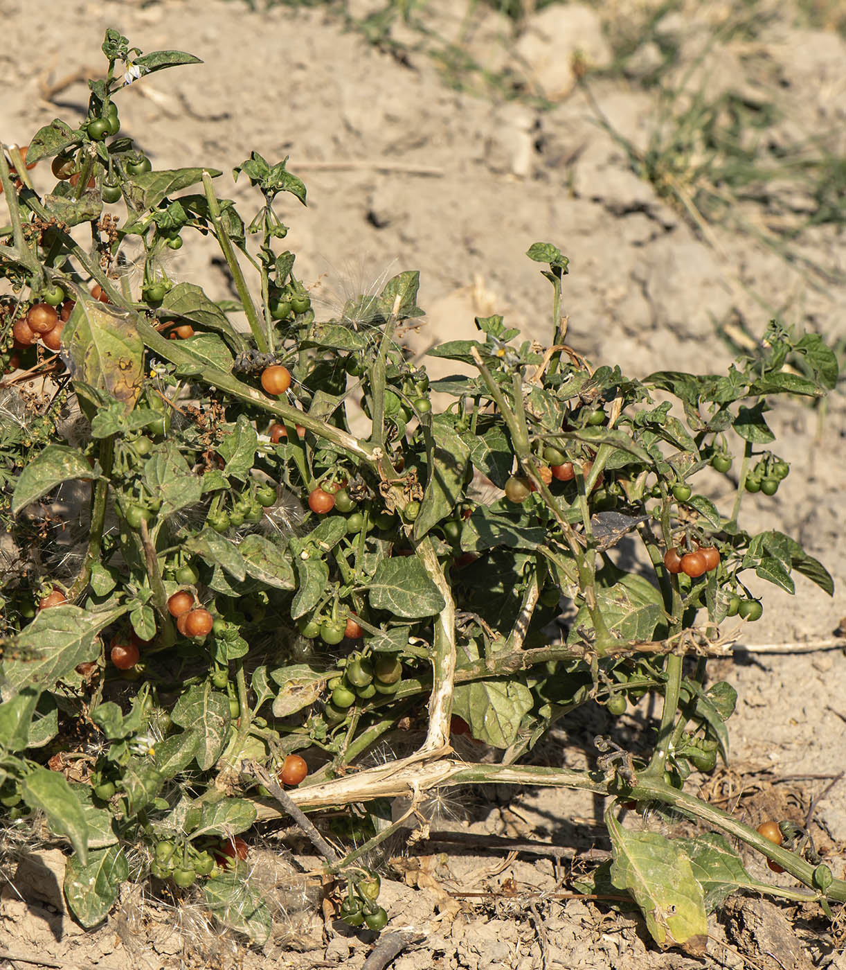 Изображение особи Solanum olgae.